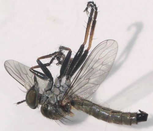 Réf. 326 913 : Cerdistus erythrurus